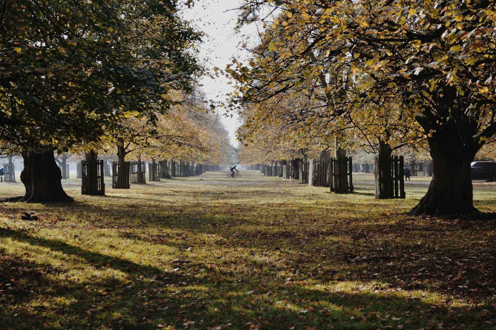 Bushy Park in autumn